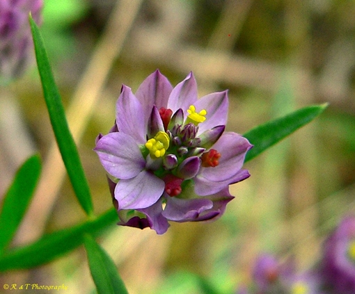 {Polygala sanguinea}
